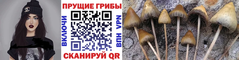 Галлюциногенные грибы прущие грибы  OMG tor  Яранск  наркошоп 